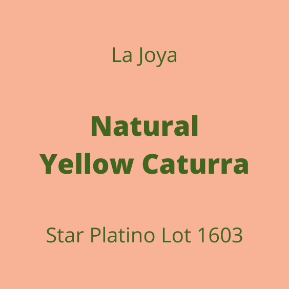 LA JOYA NATURAL YELLOW CATURRA STAR PLATINO LOT1603