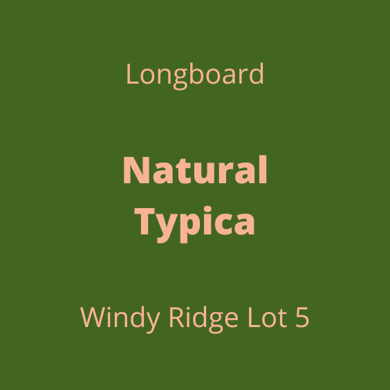 LONGBOARD NATURAL TYPICA WINDY RIDGE LOT5