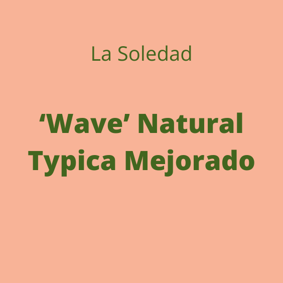 LA SOLEDAD WAVE NATURAL TYPICA MEJORADO