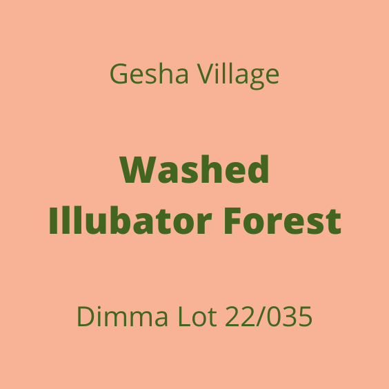 GESHA VILLAGE WASHED ILLUBATOR FOREST DIMMA 22/035 30KG
