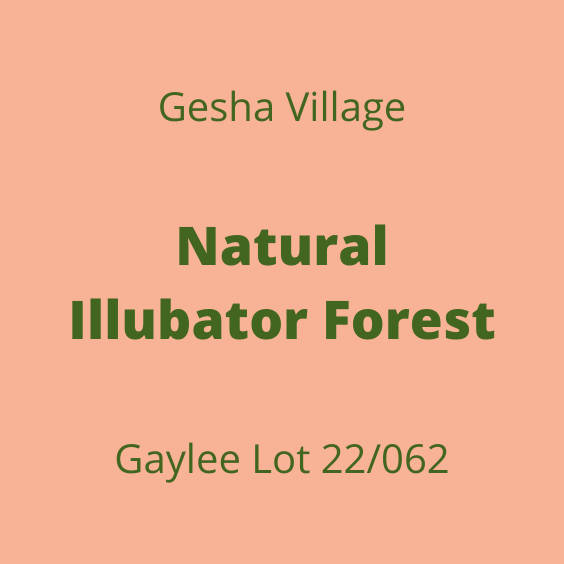 GESHA VILLAGE NATURAL ILLUBATOR FOREST GAYLEE 22/062 30KG