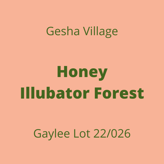 GESHA VILLAGE HONEY ILLUBATOR FOREST GAYLEE 22/026 30KG