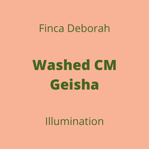 FINCA DEBORAH WASHED CM GEISHA ILLUMINATION