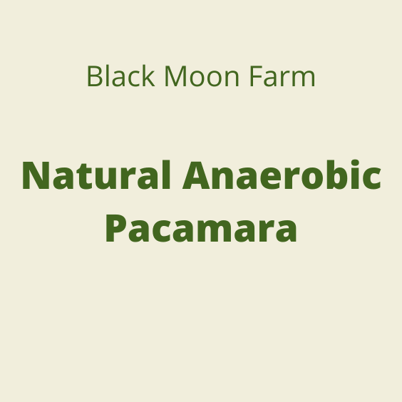 BLACK MOON NATURAL ANAEROBIC PACAMARA