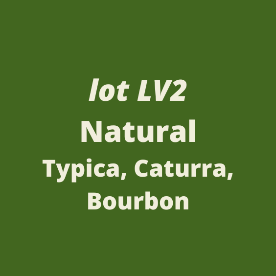 LA JOYA [2022] Forward Specialty Green Coffee Traders